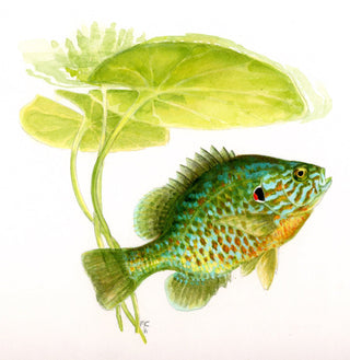 A Fish Guide to Freshwater Fishes of Ontario - Saturday Morning