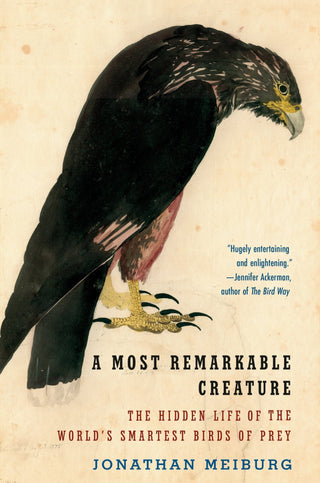 A Most Remarkable Creature - Saturday Morning