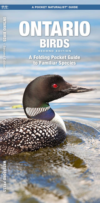 Ontario Birds, Pamphlet - Saturday Morning