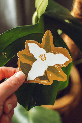 Ontario Sticker | Province Flower Sticker Series - Saturday Morning