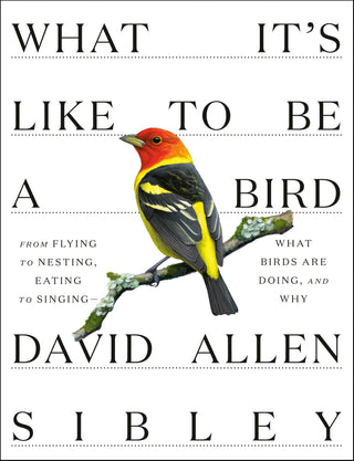 What It's Like to Be a Bird - Saturday Morning